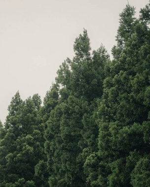 Ormanın güzel manzarası