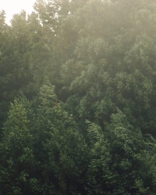 Ormandaki ağaçlar ve ormanlar, doğa serileri