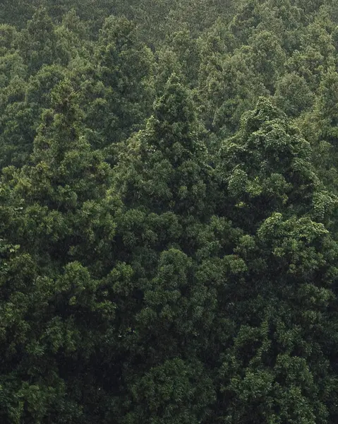 Orman arka planında yeşil yosun