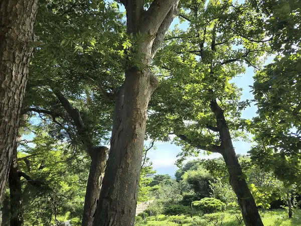Şehirdeki güzel bir park manzarası.