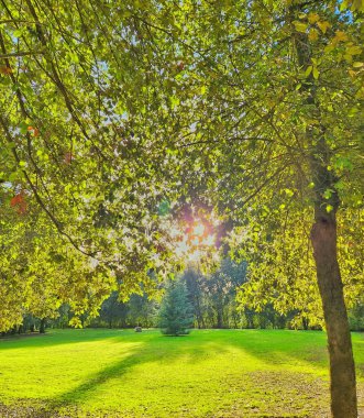 Sonbahar ağaçları ve yapraklar parkta, sonbahar mevsimi