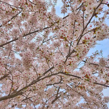 Bahçede güzel bahar çiçekleri