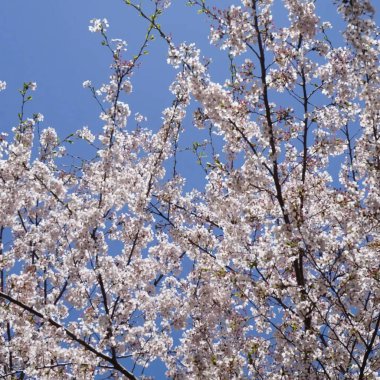 Bahçede güzel bahar çiçekleri