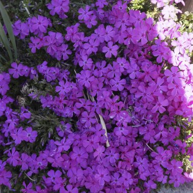 Bahçedeki güzel çiçekler