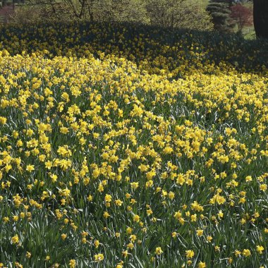 Bahçedeki güzel çiçekler