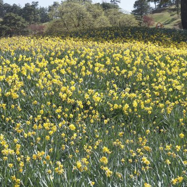 Bahçedeki güzel çiçekler