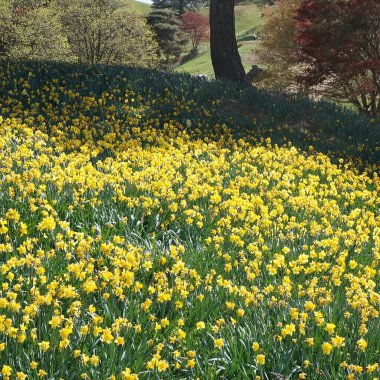 Bahçedeki sarı çiçekler