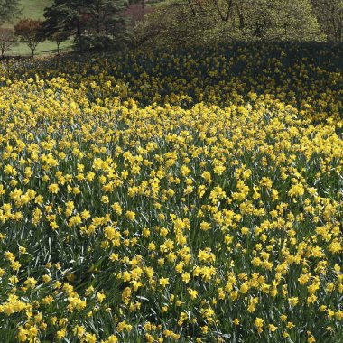 Bahçedeki sarı nergis