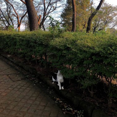 Parkın güzel manzarası