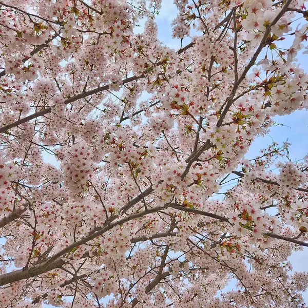Bahçede güzel bahar çiçekleri