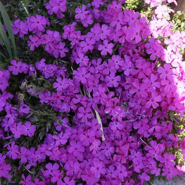 Bahçedeki güzel çiçekler