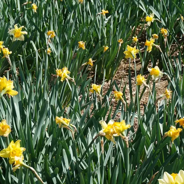 Baharda bahçedeki güzel sarı nergisler, kapatın.