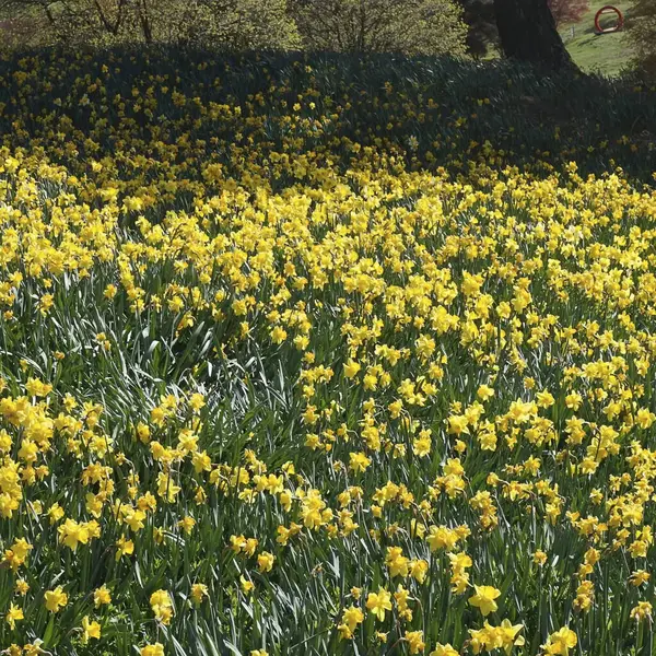 Güzel botanik fotoğrafı, doğal duvar kağıdı.