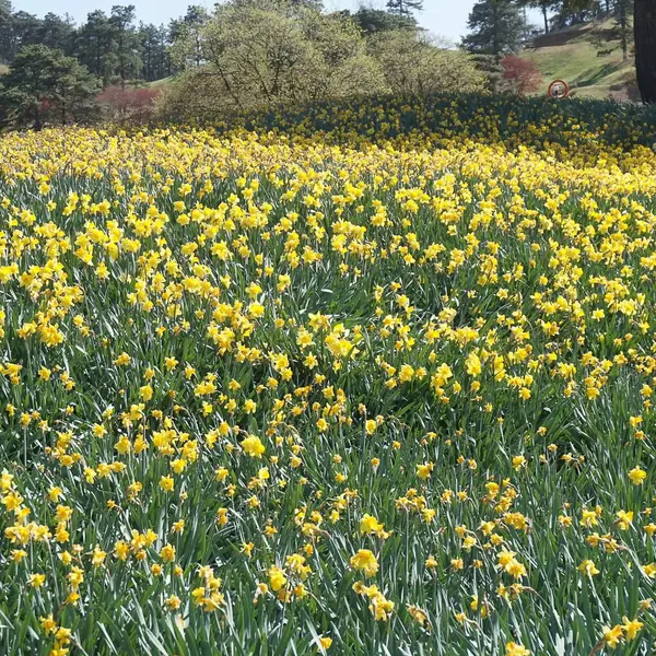 Bahçedeki güzel çiçekler