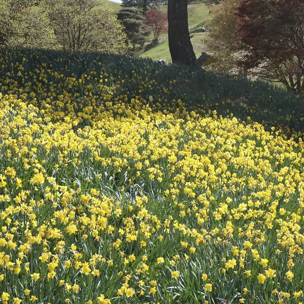 Bahçedeki sarı çiçekler