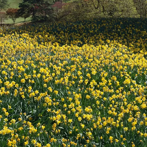 Bahçedeki sarı nergis