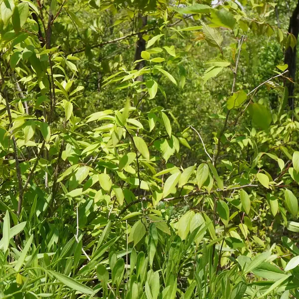 Bahçedeki yeşil bitkiler