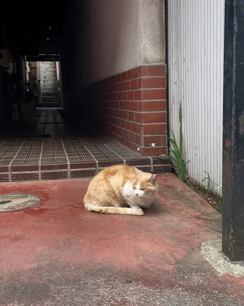 Kedi sokakta oturuyor.