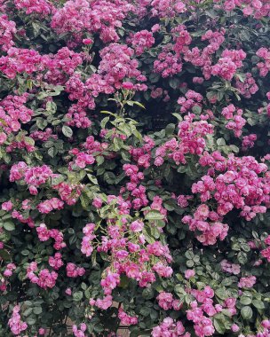 Güzel bir çiçeğe yaklaş