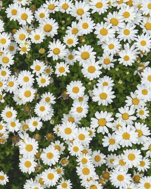 Arka planda papatya çiçeği