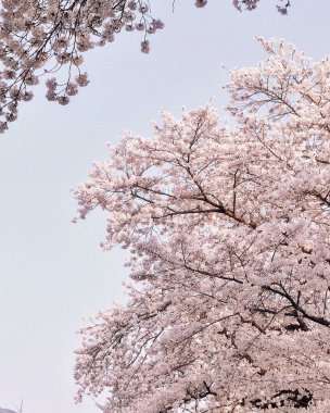 İlkbaharda kiraz çiçekleri