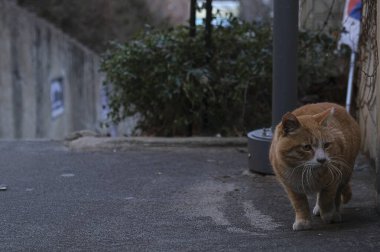 Kedi sokakta yürüyor.