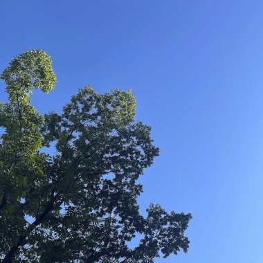 Bulutlu mavi gökyüzü, doğa ortamı