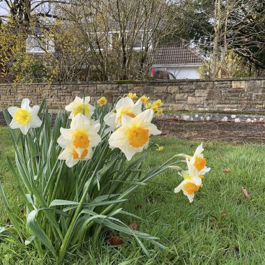 Bahçedeki güzel çiçekler