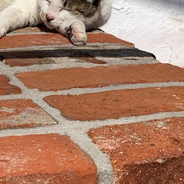 Yerde yatan beyaz kedi