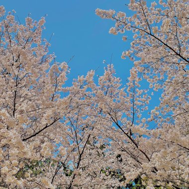 Tokyo Japonya 'da kiraz çiçeği