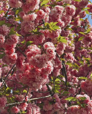 Bahçedeki güzel pembe çiçekler