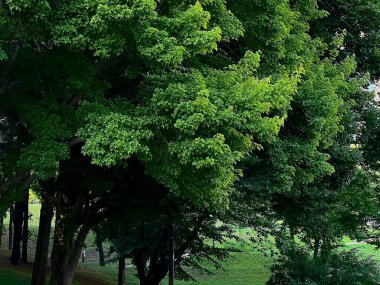 Parkın güzel manzarası