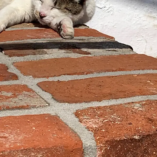 Yerde yatan beyaz kedi