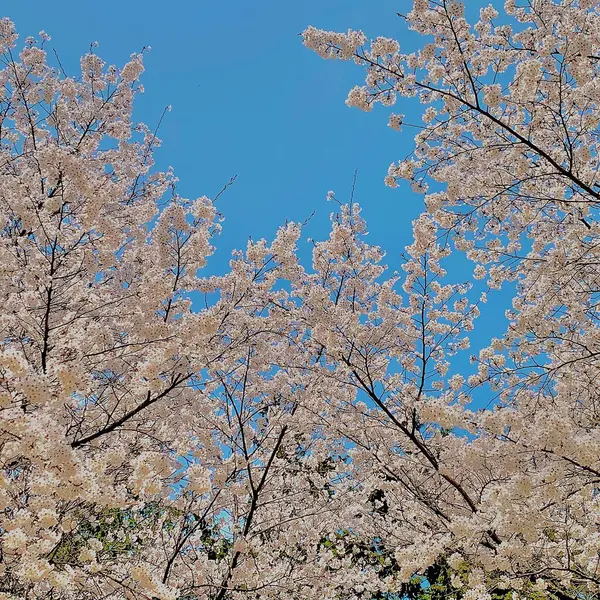 Tokyo Japonya 'da kiraz çiçeği