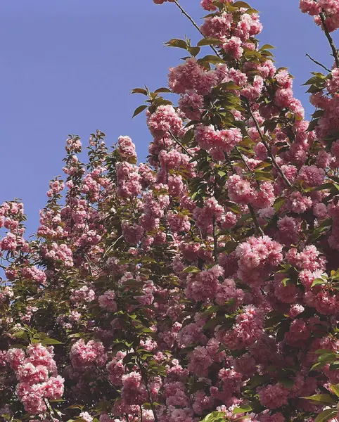 Güzel botanik fotoğrafı, doğal duvar kağıdı.