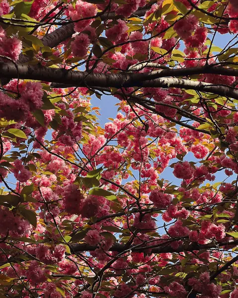 kırmızı çiçekli bahar ağacı