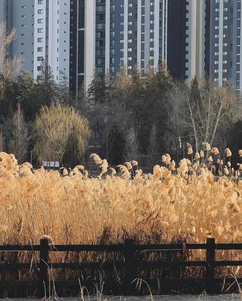 Doğa ve şehir manzarası 