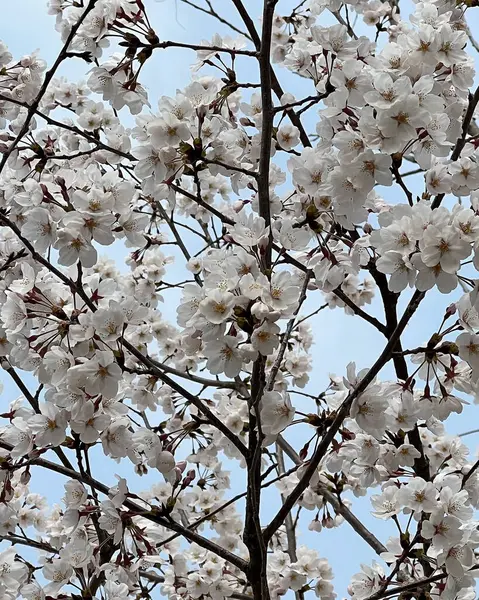 Doğa ve şehir manzarası 