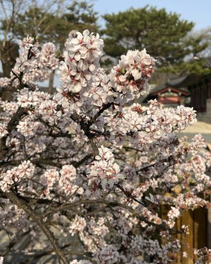 Doğa ve şehir manzarası 