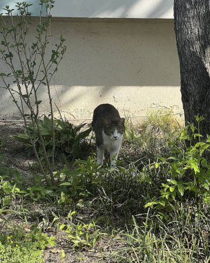 Doğa ve şehir manzarası 