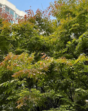 Doğa ve şehir manzarası 