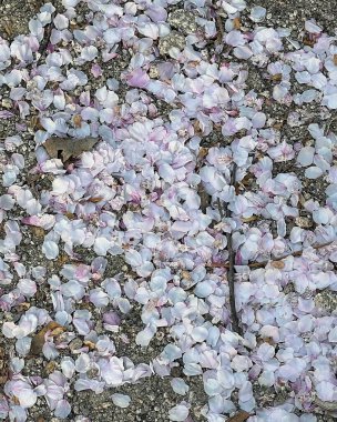 Doğa ve şehir manzarası 