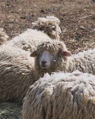 Doğa ve şehir manzarası 