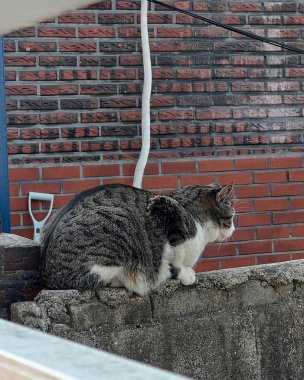 Doğa ve şehir manzarası 