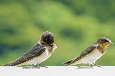 Doğa ve şehir manzarası 