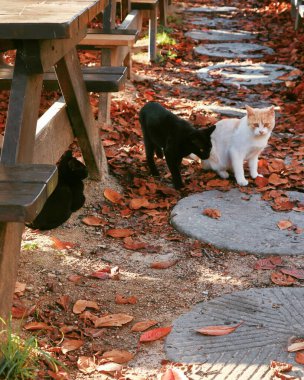 Doğa ve şehir manzarası 