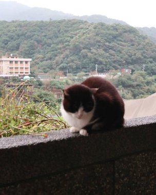 Doğa ve şehir manzarası 