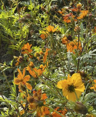 Doğa ve şehir manzarası 