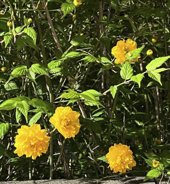 Doğa ve şehir manzarası 