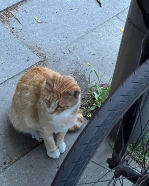 Doğa ve şehir manzarası 